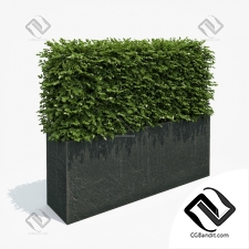 Кусты Bushes Hedge in black planter