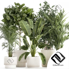Комнатные растения set 60