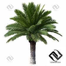 Деревья Phoenix Canariensis