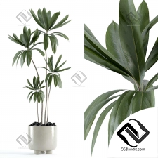 Комнатные растения 58