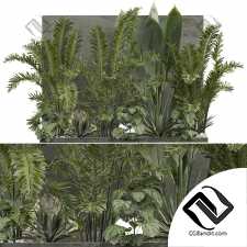 Уличные растения 501