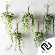 Комнатные растения ампельные