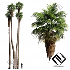 Деревья Washingtonia palms