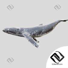 Живые существа Living creatures Gray whale
