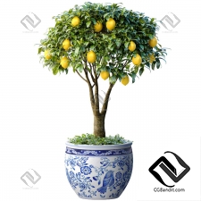 Комнатные растения лимонное дерево в горшке