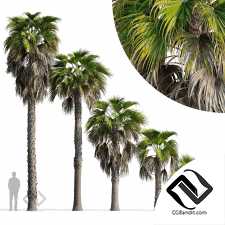 Пальма Вашингтония робуста