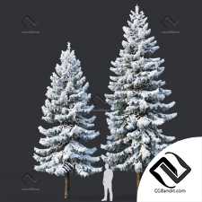 Деревья Trees spruce 04