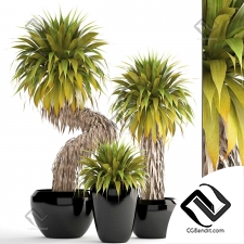 Комнатные растения Yucca Elata