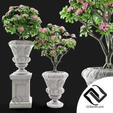 Уличные растения Street plants Adenium Desert rose