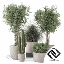 Комнатные растения 287