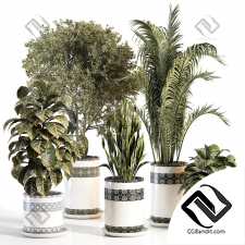 Комнатные растения set 45