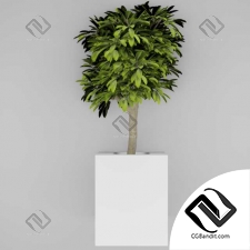 Растения комнатные indoor tree