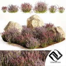 Набор кустов лаванды