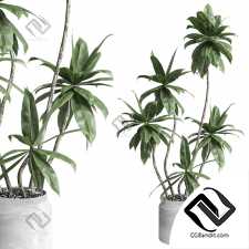 Комнатные растения fiucs tree