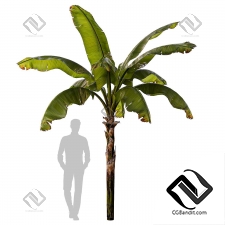 Деревья Banana palm
