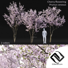 Деревья Trees Cherry flowering