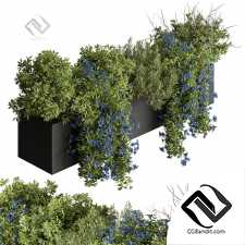 Уличные растения 57