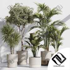 Комнатные растения set 57