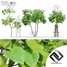 Деревья Catalpa