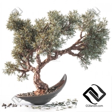 Комнатные растения Olive Tree 14