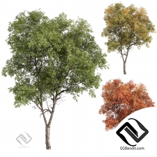 Деревья Broadleaf