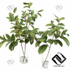 Букеты Magnolia