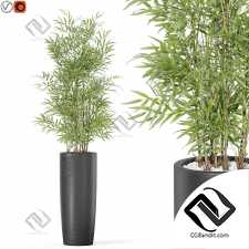 Комнатные растения 5288