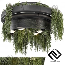 Комнатные растения 349