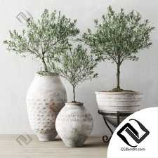 Уличные растения Oliva European 02