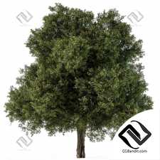 Деревья Green Maple