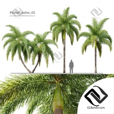 Деревья Foxtail Palm
