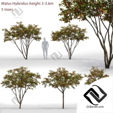 Деревья Trees Malus Hybridus 46