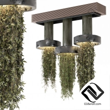 Комнатные растения Collection 3