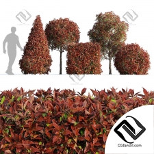 Фотиния фразера