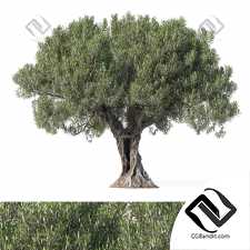 Деревья оливы