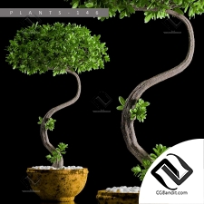 Комнатные растения bonsai tree