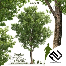 Деревья Populus deltoides