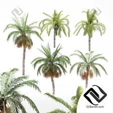 Деревья Palm