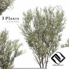 Уличные растения 488