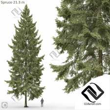 Деревья Spruce