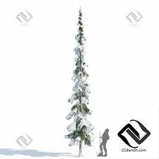 Деревья Ель