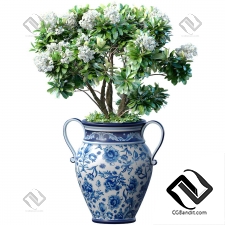 Комнатные растения садовое дерево с белыми цветами