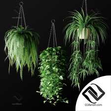 Комнатные растения in hanging wicker flowerpots