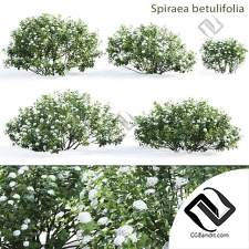 Кусты Spirea betulifolia