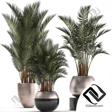 Комнатные растения Set of palm trees
