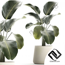 Куст тропического растения