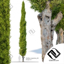 Деревья Italian cypress