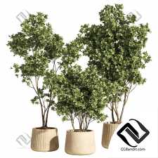 Комнатные растения set 247