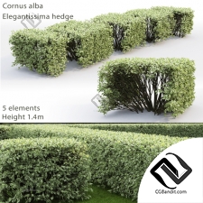 Кусты Bushes Cornus Alba Elegantissima hedge