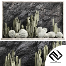 Комнатные растения кактусы